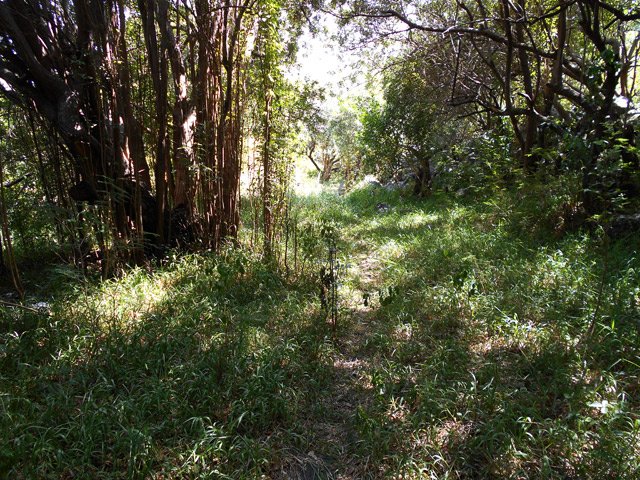 Sentier ombragé dans les hautes herbes, facile à suivre