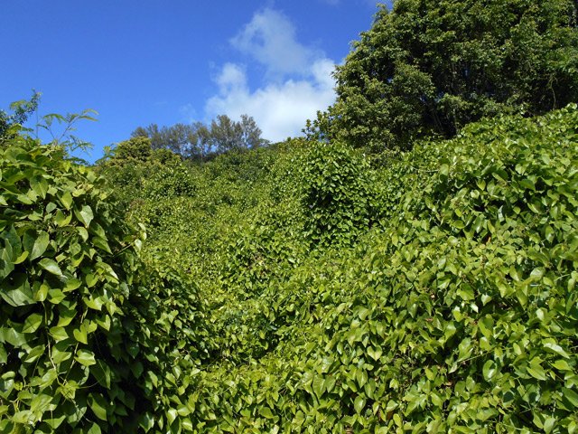 Cette liane recouvre toute la végétation de la rive du canal