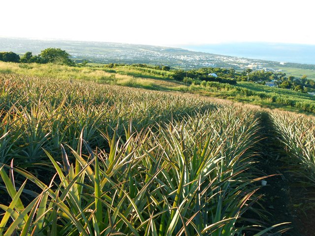 Quelques champs d'ananas le long de la RD3 ont remplacé la canne à sucre