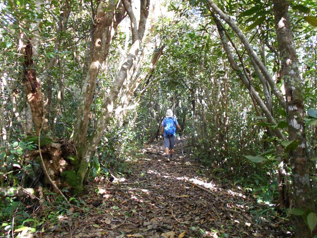 Bois de jamrosats qui procurent une ombre agréable