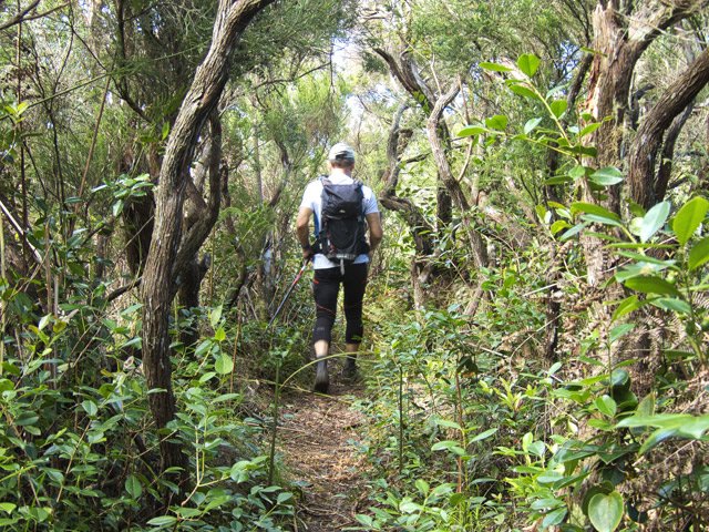 Portion à plat dans les bois de remparts et branles verts