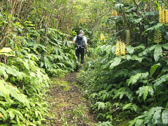 Goyaviers et longoses, rien de nouveau à cette altitude