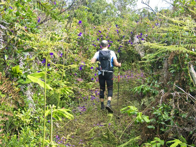 Arrivée dans les tibouchina qui ont colonisé plusieurs hectares autour du sentier