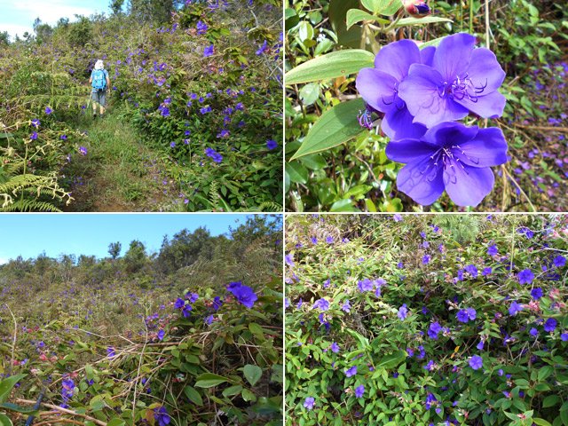 Tibouchina urvilleana. Appelée Lisandra à La Réunion. Belle mais notée 4/5 comme envahissante