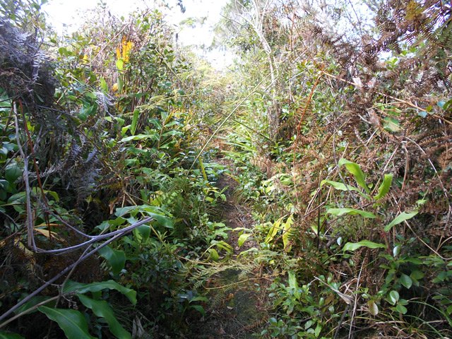 Très vite, le sentier prend forme. On ne le perdra plus jusqu'aux champs