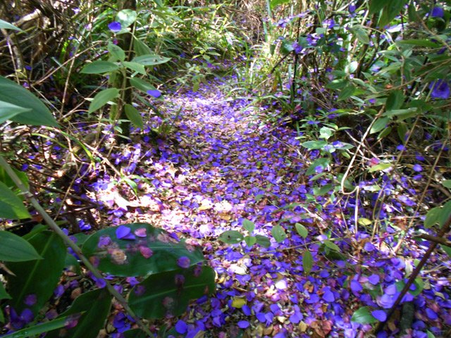 Randonnée florale sur des milliers de pétales de lisandra