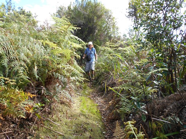 Portion glissante dans les fougères