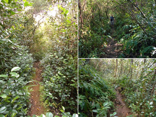 Quelques portions dans les goyaviers ou les longoses