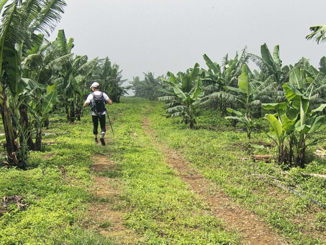 Importante bananeraie de la Pièce Louise, très bien entretenue