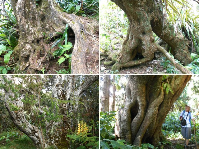 Magnifiques spécimens de bois rouges, tans rouges ou bois maigres