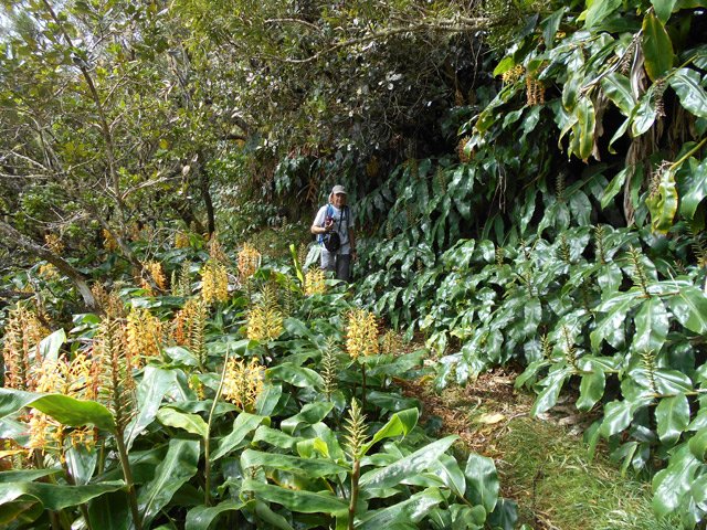 Les longoses n'ont pas totalement envahi le sentier herbeux