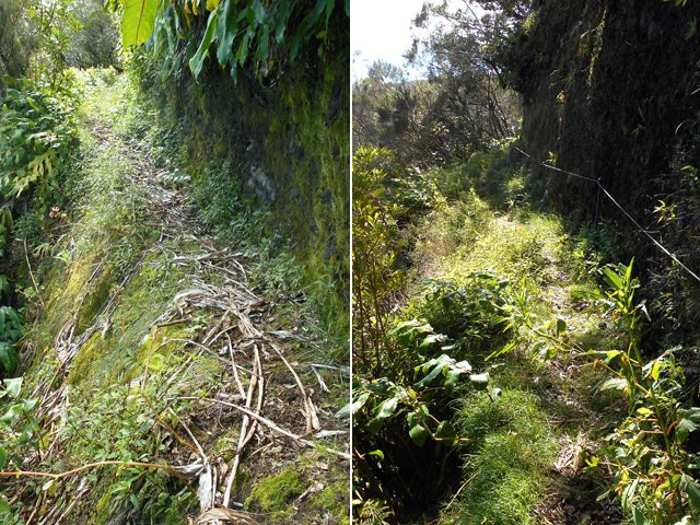 Deux passages un peu étroits avant la forêt de cryptomerias