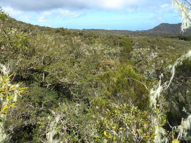 Une portion de l'immense forêt de la Plaine d'Affouches