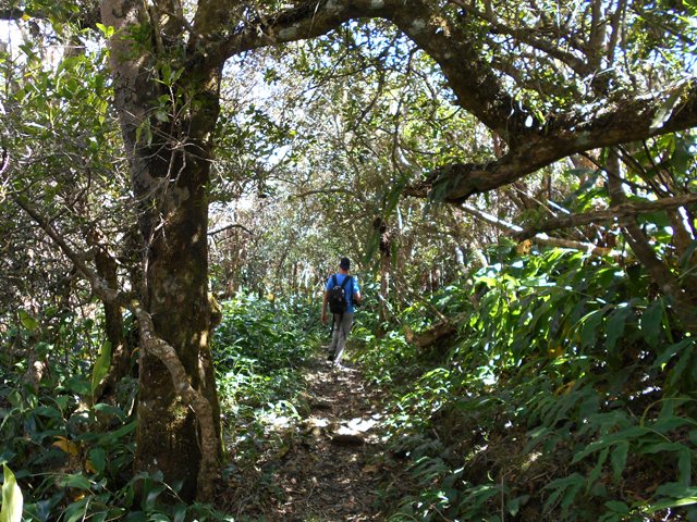 La descente se poursuit dans la forêt de bois de couleurs (et les longoses !)