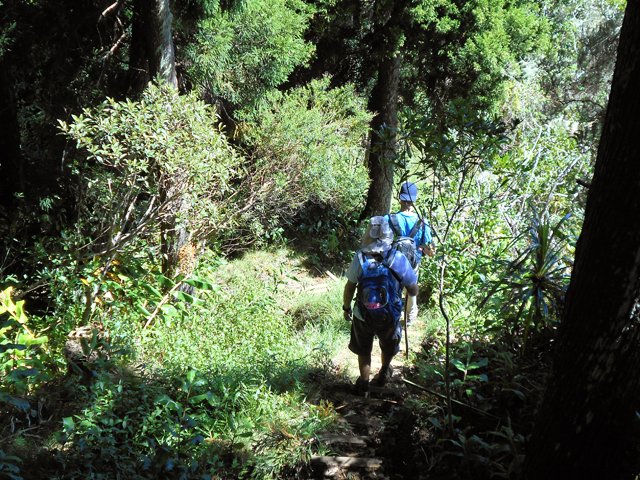 Une descente assez raide dans les cryptomerias