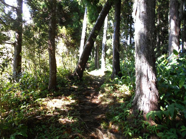 Quel plaisir de marcher à l'ombre des grands arbres sur un tapis de branchettes !