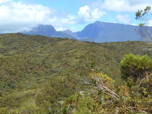 Vue sur Mafate et la forêt depuis le Piton Bâtard
