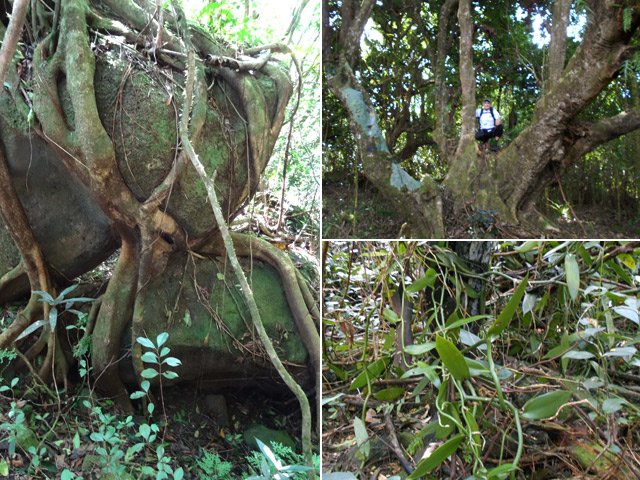 Il faut traverser un ancien îlet pour rejoindre le haut de la cascade la Mer