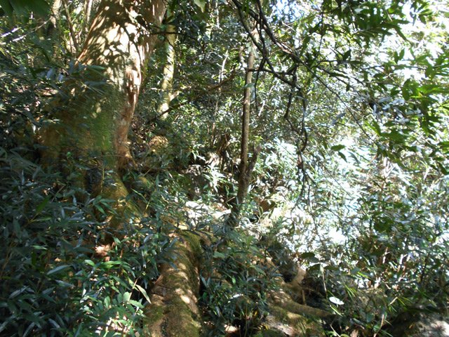 Une idée des passages en sous-bois, ici sur une racine de 15 mètres de long