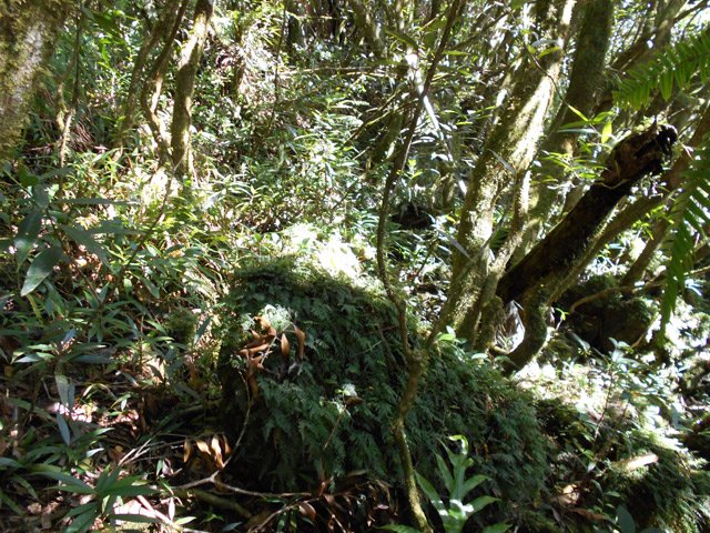 Un autre passage en sous-bois, en total hors sentier