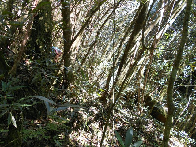 La remontée vers le sentier de Camp Michel est rendue difficile par les goyaviers