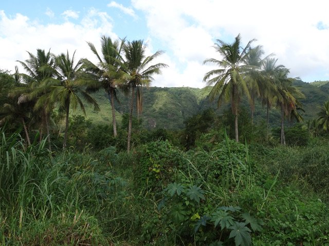 D'autres cocotiers vers les piscicultures