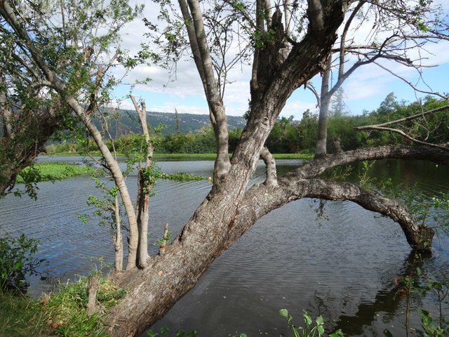 Se rapprocher des berges de l'étang dans la cocoteraie