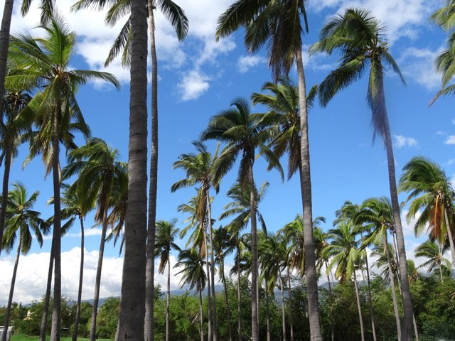 Une des cocoteraies qui bordent l'étang Saint-Paul