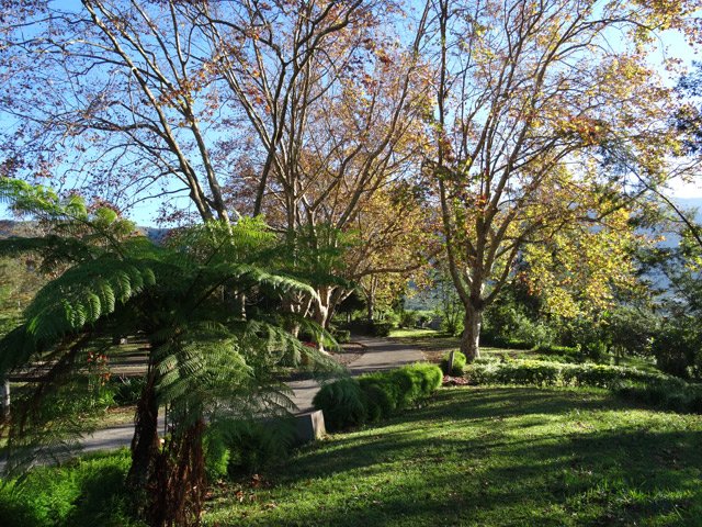 A la fin de l'été austral, les feuilles des platanes jaunissent avant de tomber