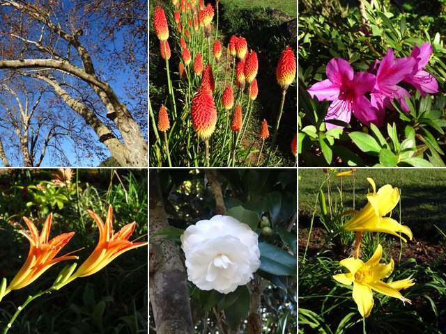 Le mois de mai est propice aux belles fleurs colorées