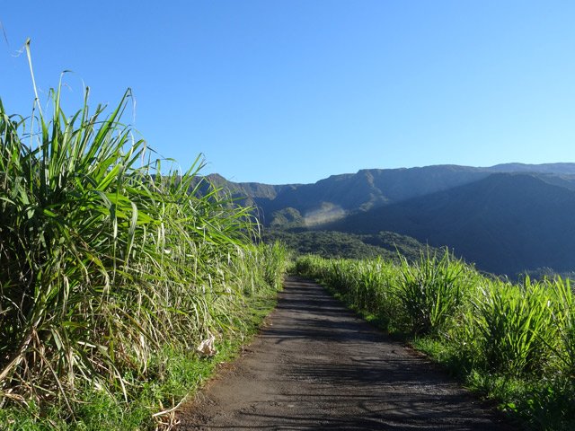 La route dans les cannes pour aller vers les Makes