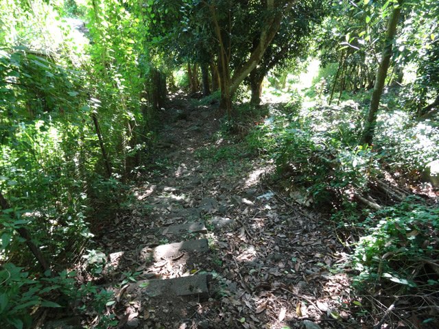 Très rapide descente vers le Bras Long sous les grands arbres fruitiers