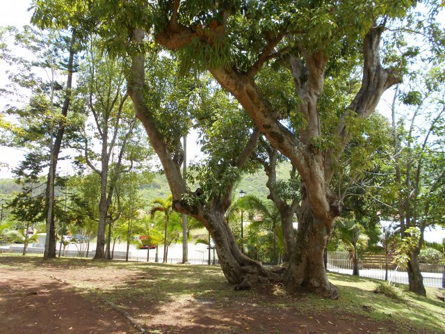 Le gros letchi tortueux de l'arboretum