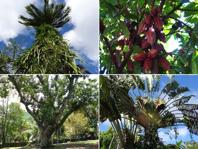 C'est également une sortie nature. La cacaoyer de la rue Hoareau croule sous les fruits