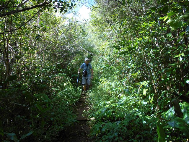 Jouvences et longoses ont envahi le sentier également boueux