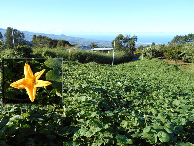 Voyage au pays des chouchous. Fleur de potiron