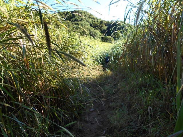 Les cannes fourragères ont envahi le début du sentier