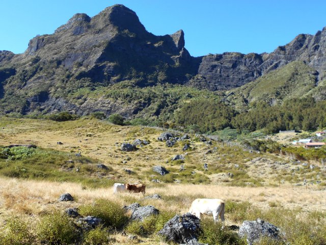 Quelques vaches vivent ici paisiblement