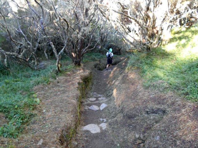 Le sentier de la Plaine des Fraises est creusé par les milliers de passages