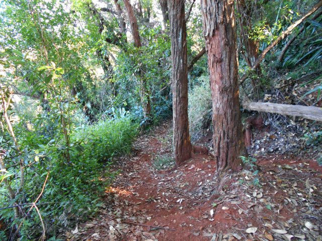 Beaucoup d'eucalyptus au début