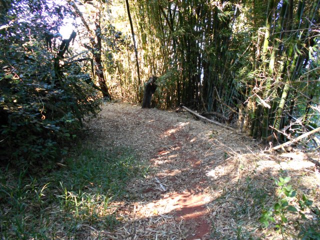 On y trouve également de belles touffes de bambou