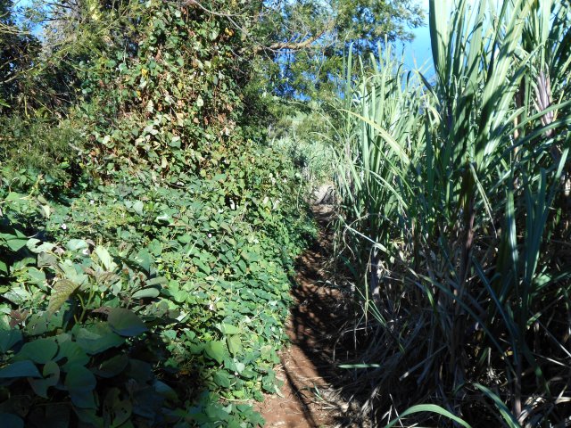 Plus bas, le sentier longe des champs de canne à sucre