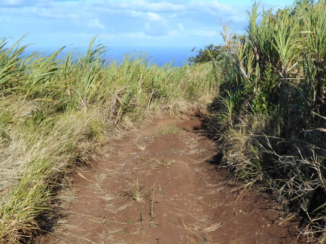 La balade dans les cannes évite les lacets du Chemin Carlonnette