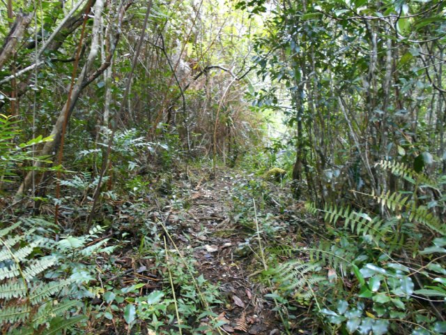 Le sentier de droite est un peu plus marqué dans les goyaviers