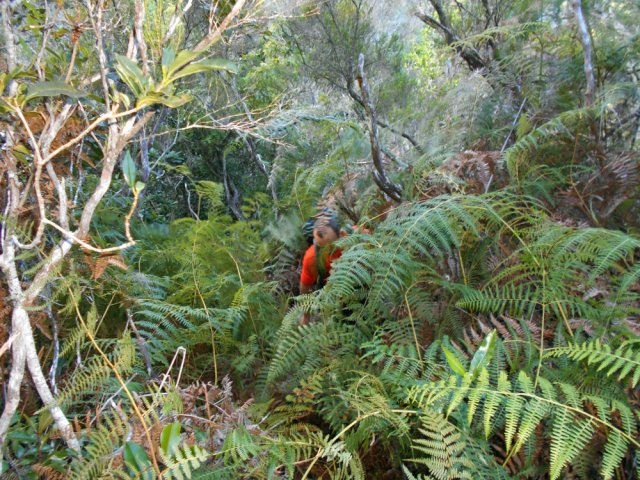 Une courte portion de fougères nécessite le coupe-coupe