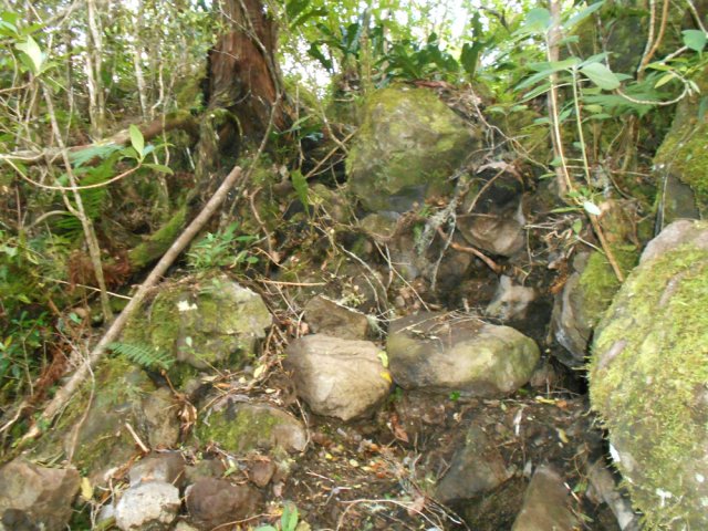 Les tangues n'ont pas du résister longtemps aux chiens et aux pioches
