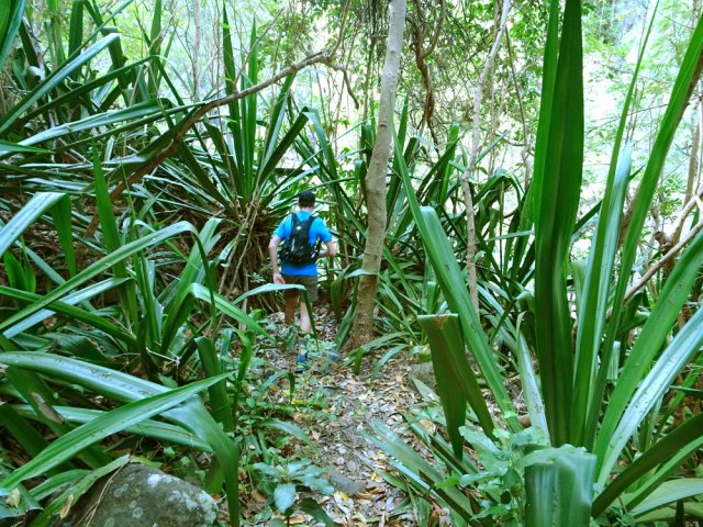 Des chocas à profusion sur de grandes distances