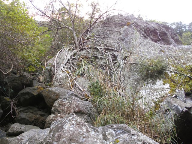 Moins de branches que de racines qui semblent vouloir encercler le rocher