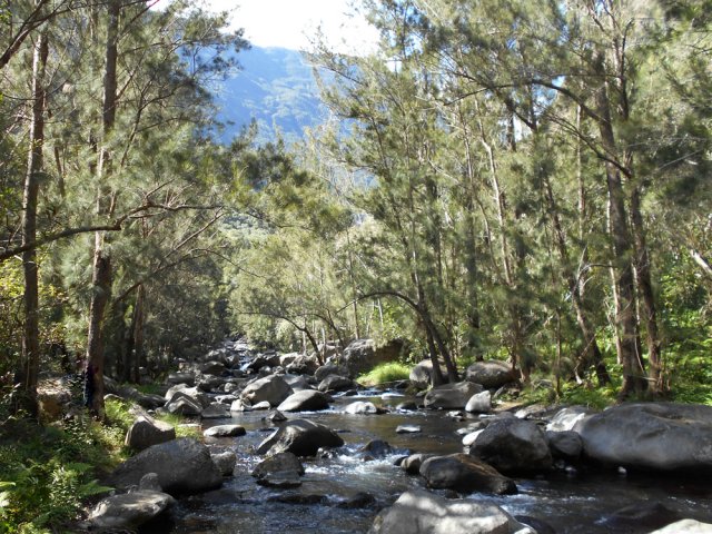 Le beau bois de filaos en amont du Bras Détour