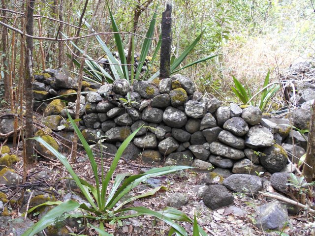 On rencontre plusieurs fois des murettes, vestiges d'anciens îlets